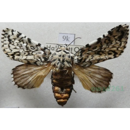 Trichosea ludifica (Linnaeus, 1758) Czech9k